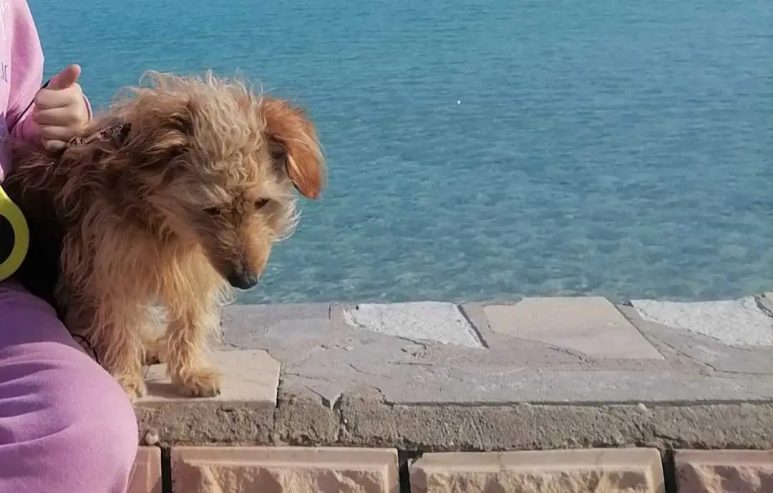 Caniche-a-vendre-a-Mahdia-1-an-et-demi-vaccine-sociable-et-affectueux