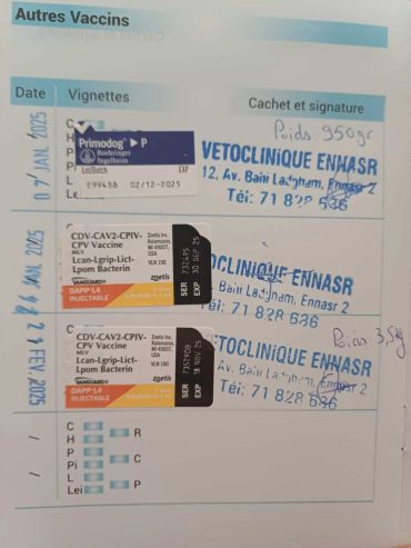 Carnet-de-vaccination-dun-chiot-avec-tampons-veterinaires