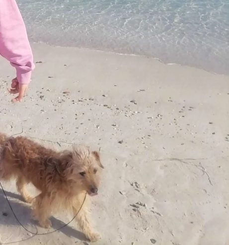 Chien-caniche-en-bonne-sante-a-vendre-ideal-pour-famille-ou-seniors