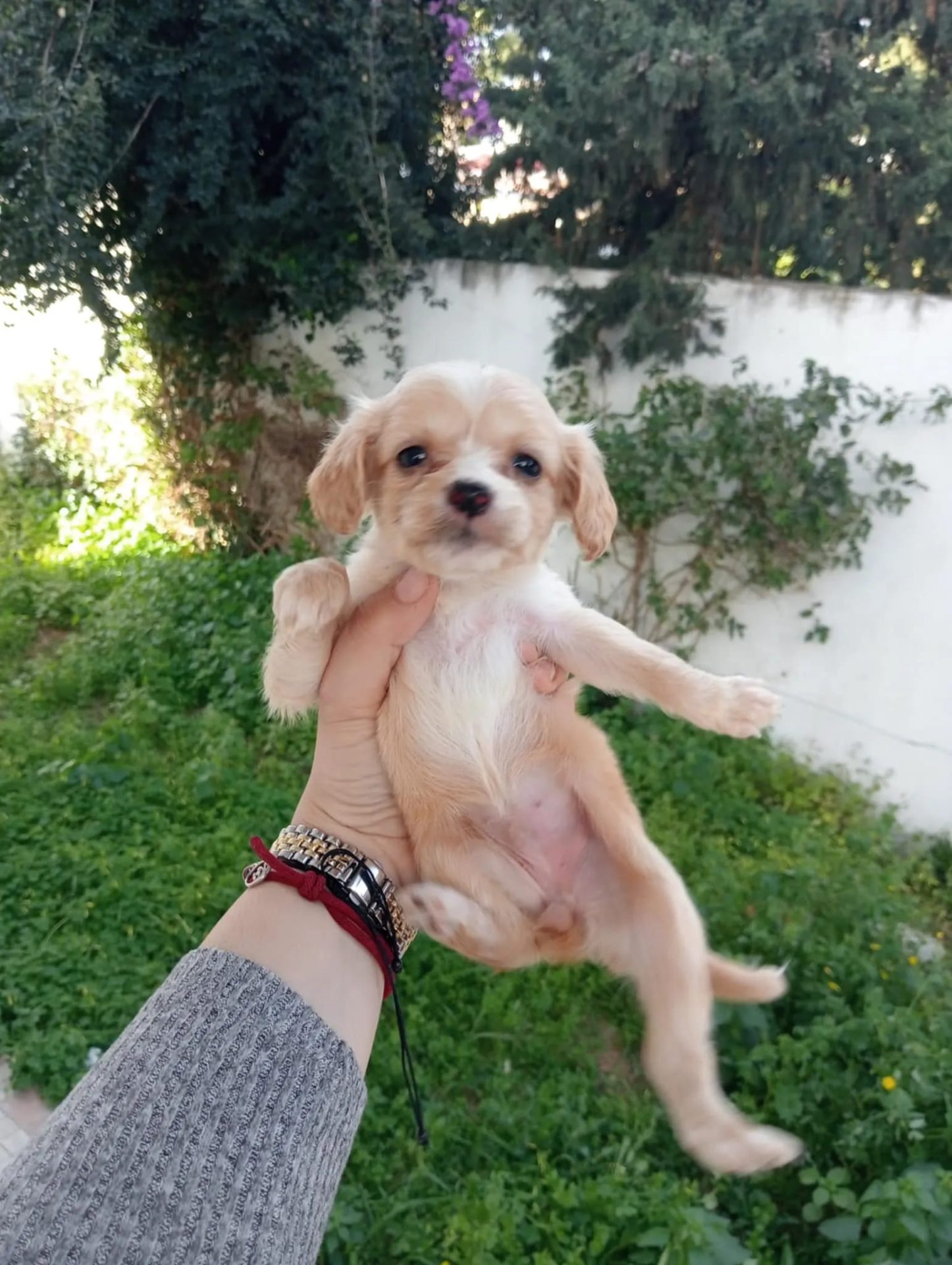 Chiots-Bichon-Maltais-a-vendre-en-Tunisie