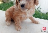 À vendre : Chiots Bichon Maltais