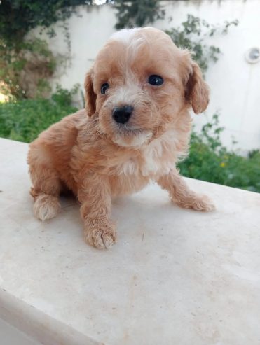 Petits-chiens-Bichon-Maltais-a-adopter-a-Bizerte