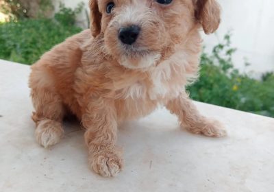 À vendre : Chiots Bichon Maltais