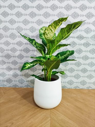 Plante-Dieffenbachia-Compacta-65-cm-a-vendre-a-Tunis