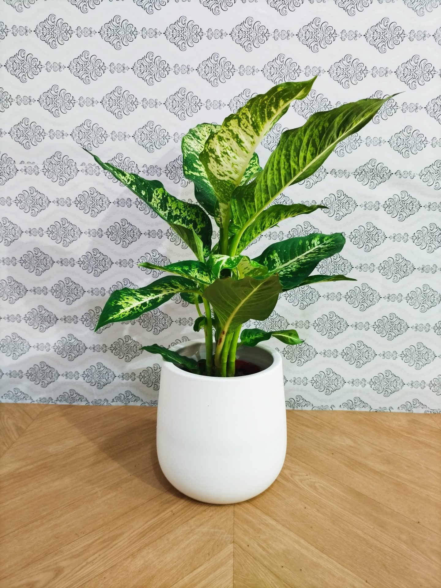 Plante-Dieffenbachia-Compacta-65-cm-a-vendre-a-Tunis