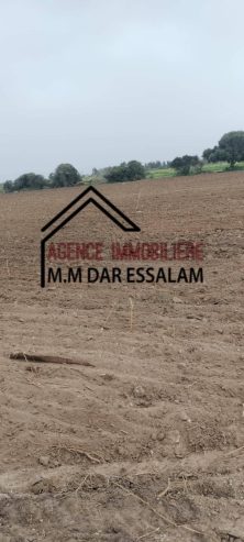 ardh-abd-laghni6-1