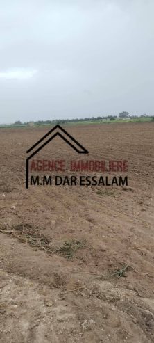 ardh-abd-laghni8-1