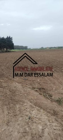 ardh-abd-laghni9-1