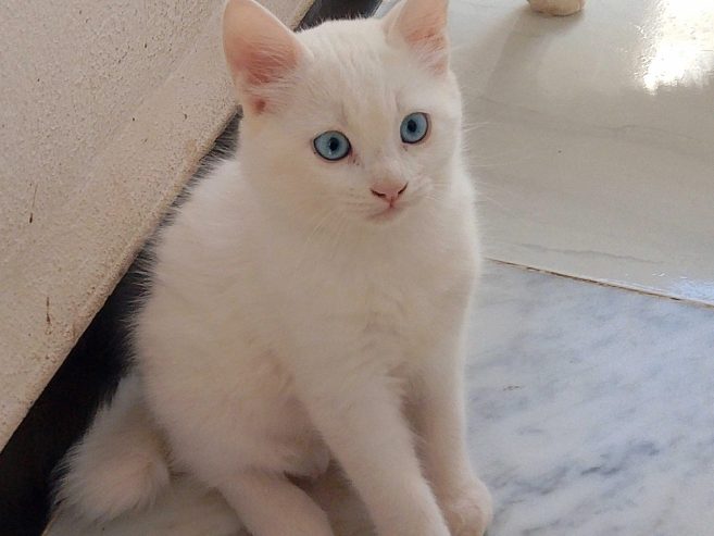Chaton-Angora-Turc-blanc-a-vendre-en-Tunisie