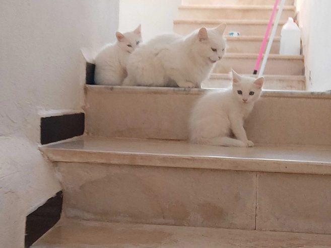 Chaton-de-race-en-adoption-en-Tunisie