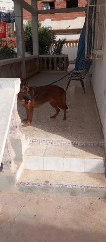 Chien-Berger-Allemand-femelle-a-vendre-en-Tunisie