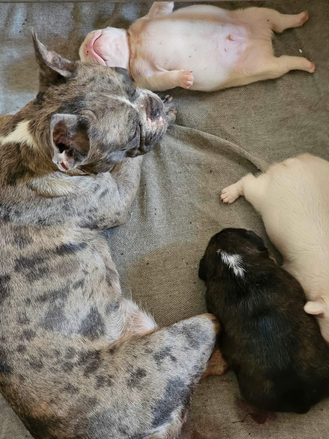 À vendre : Femelle Bouledogue Français