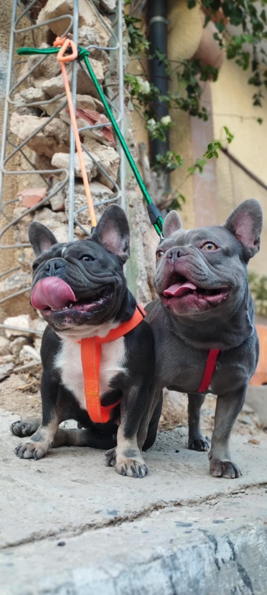 A vendre femelle bouledogue français