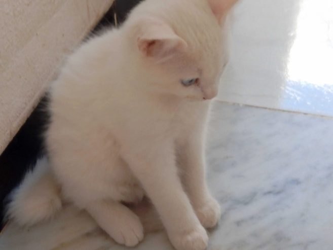Magnifique-chaton-Angora-disponible-a-Gabes