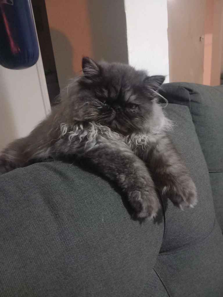 chat-persan-gris-cendre-a-adopter-la-marsa