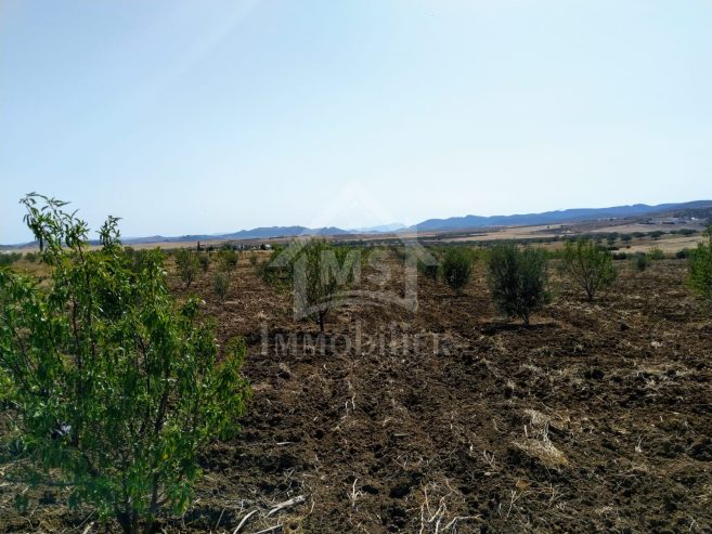 4 hectares ayant une vue de mer à vendre