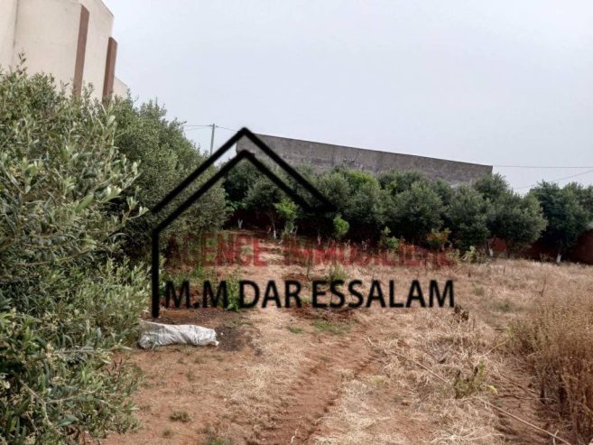 terrain-college3