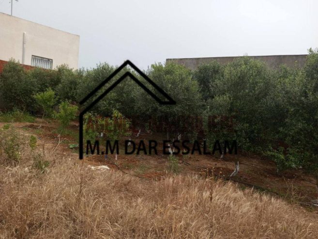 terrain-college5