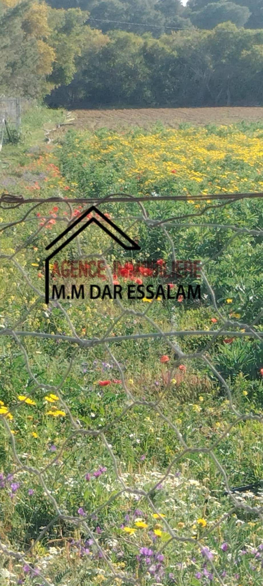 zwari7