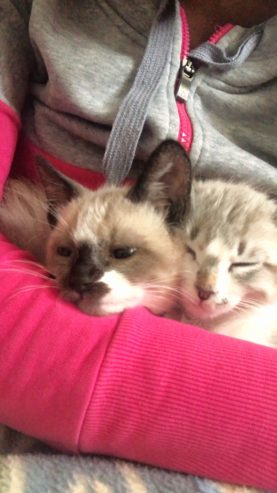 Couple de chats siamois