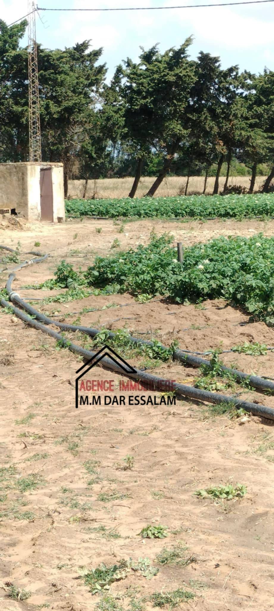 abd-elghani7