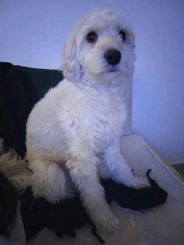 caniche-male-prix-bas-manouba