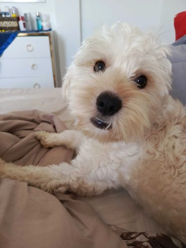 caniche-tunisie-vente-manouba