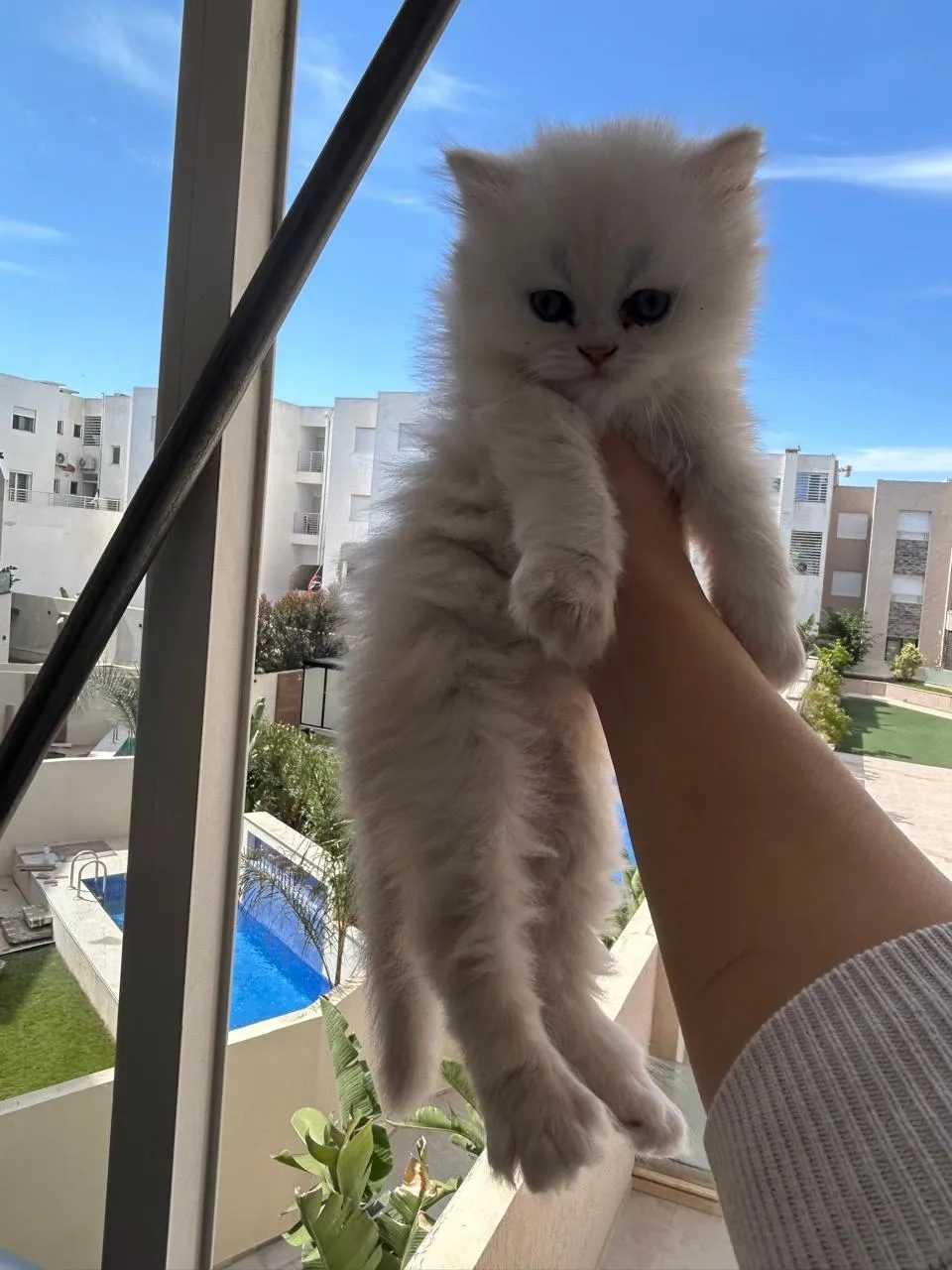 chaton-persan-chinchilla-propre-litiere-prix-450dt-tunisie