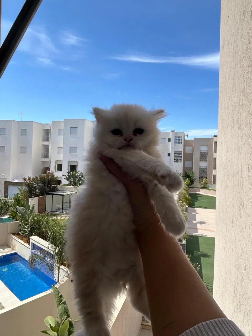 chaton-persan-chinchilla-pure-race-a-vendre-le-kram-tunisie