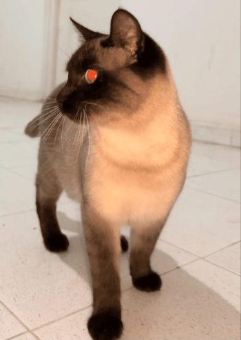 chats-siamois-a-vendre-el-mourouj