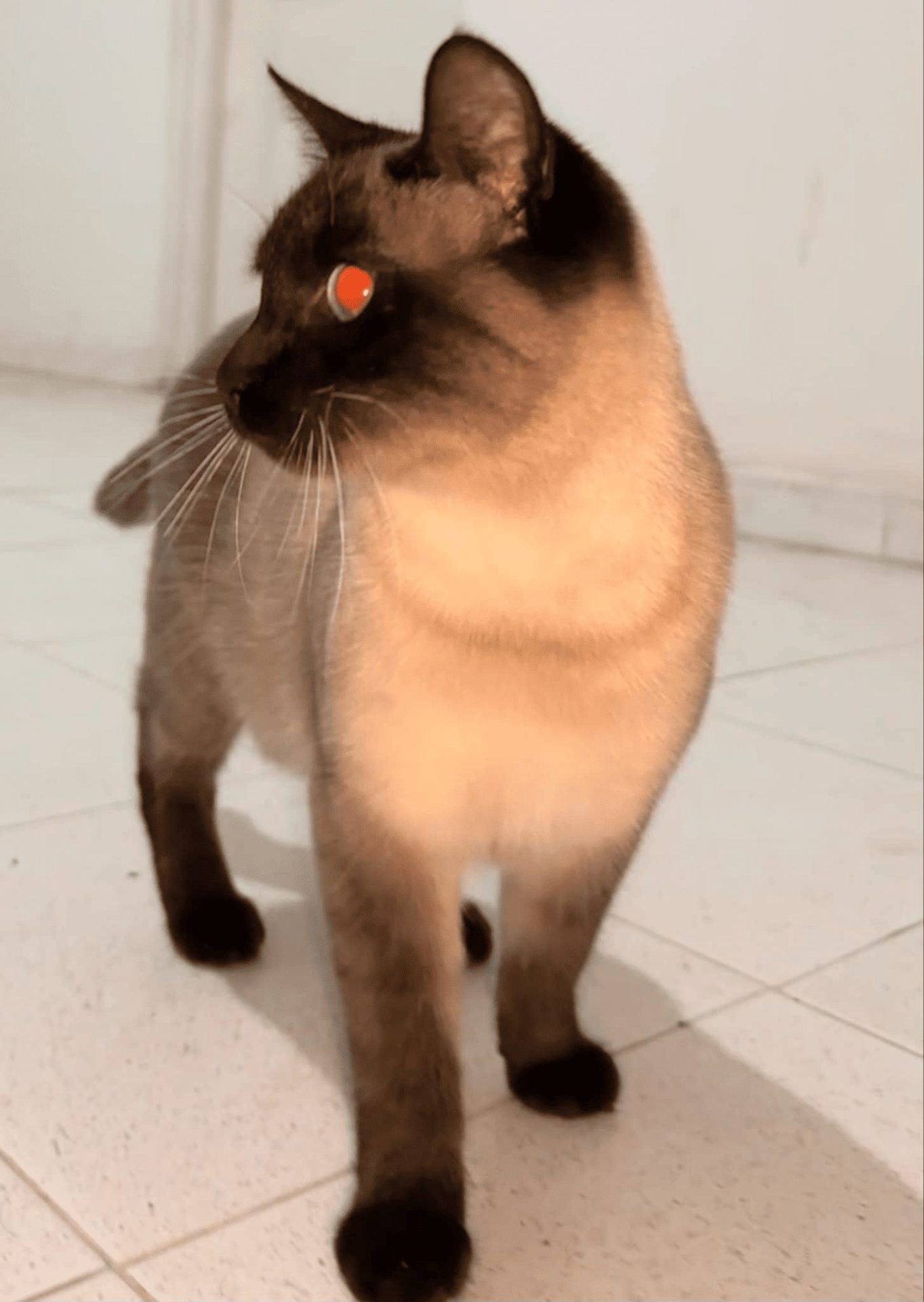chats-siamois-a-vendre-el-mourouj