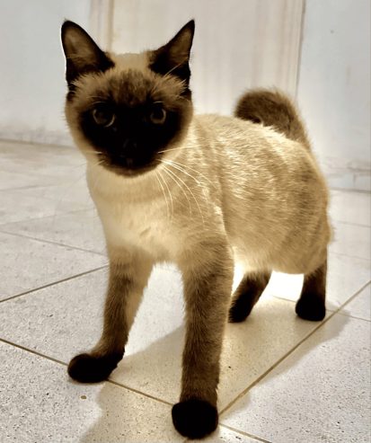 chats-siamois-tunisie-pur-race