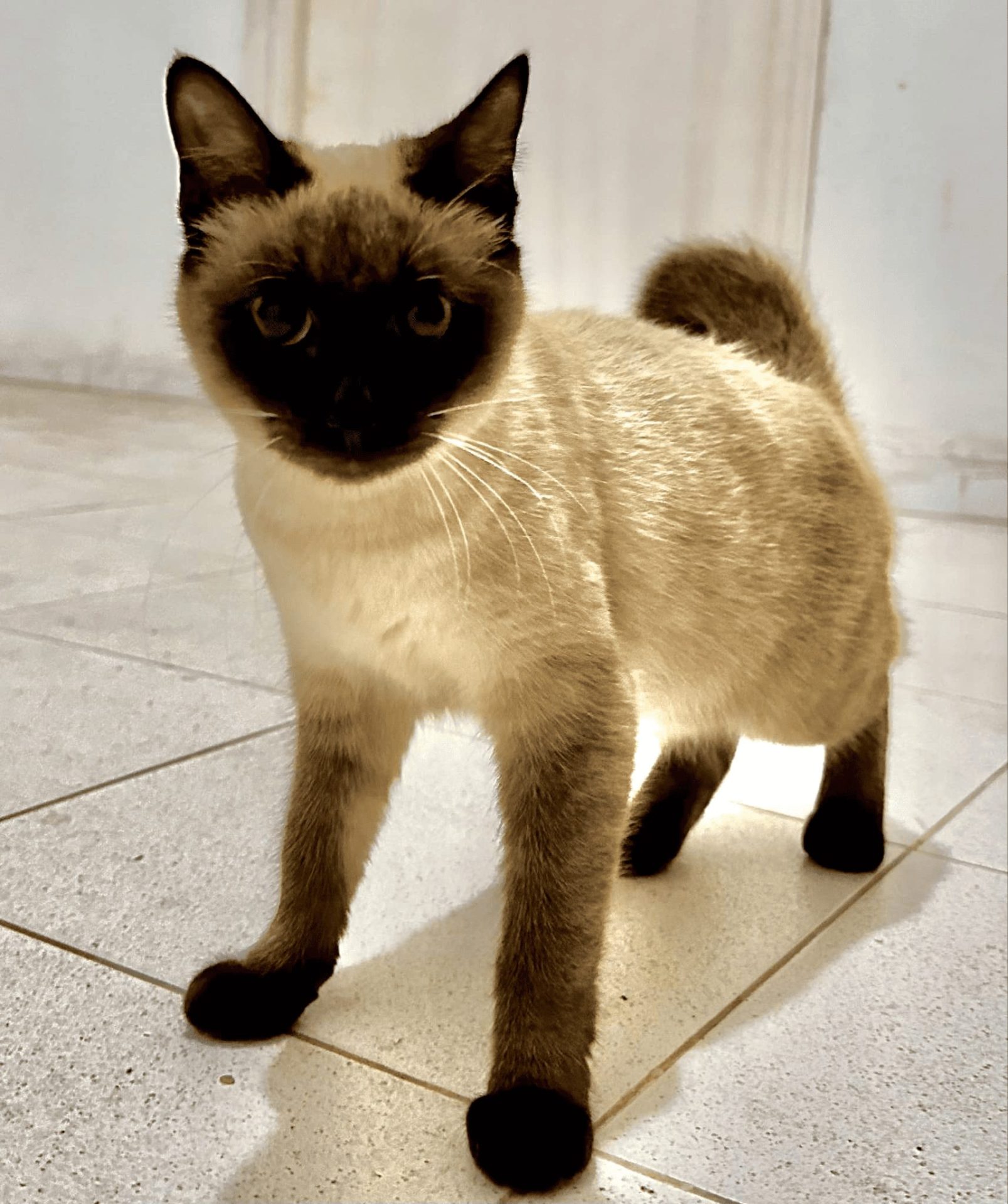 chats-siamois-tunisie-pur-race