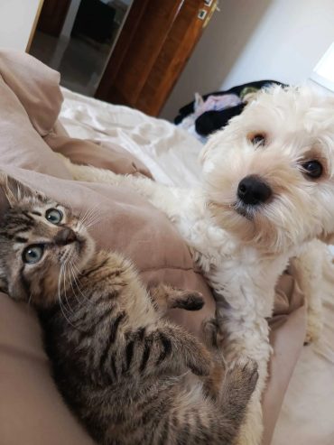 chien-caniche-male-manouba-a-vendre
