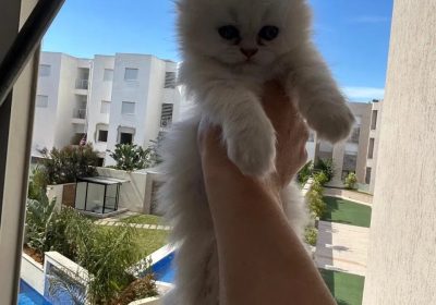 Chatons Persan Chinchilla Pure Race