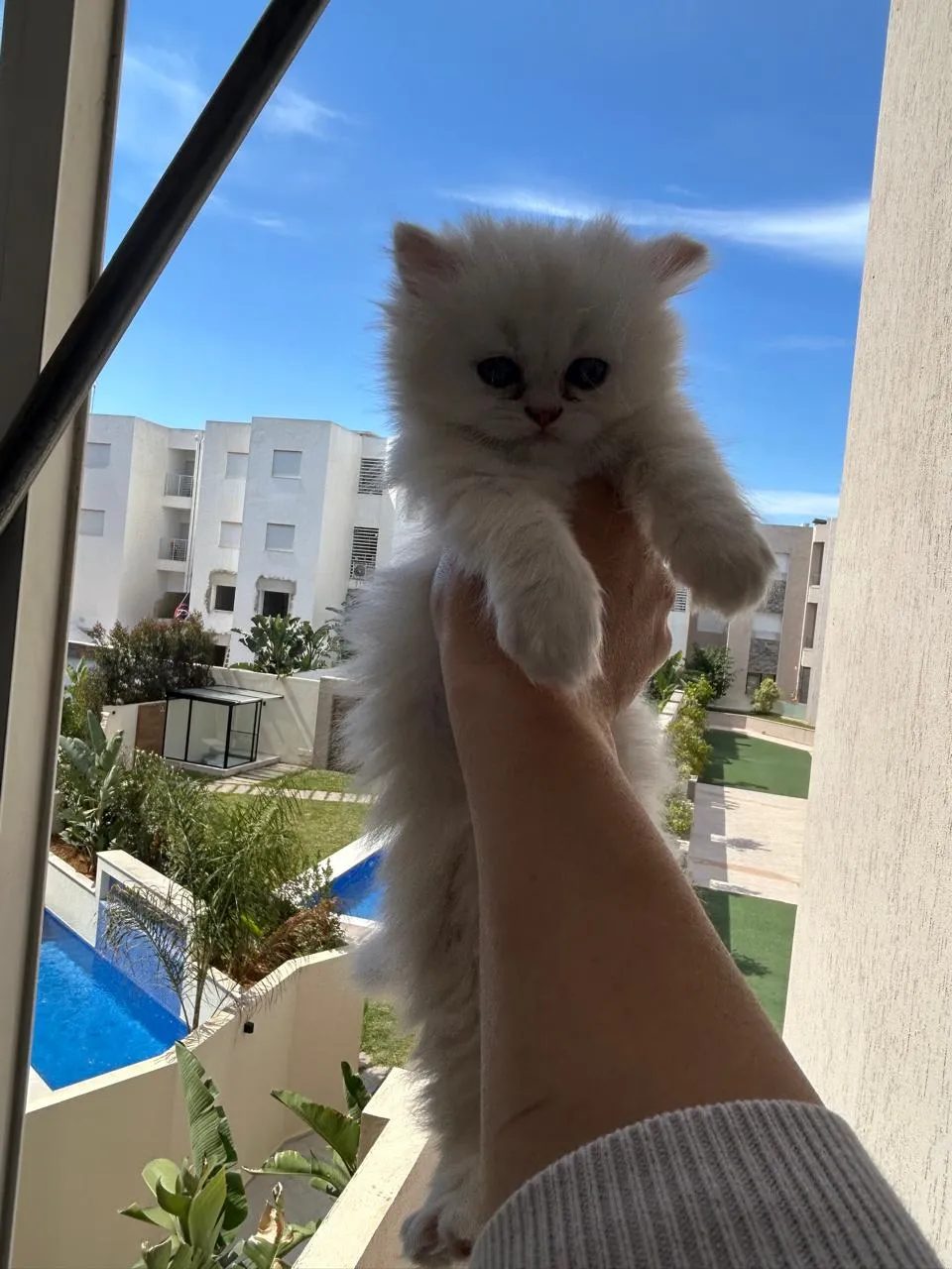 photo-chat-persan-chinchilla-pelage-blanc-argente-tunisie