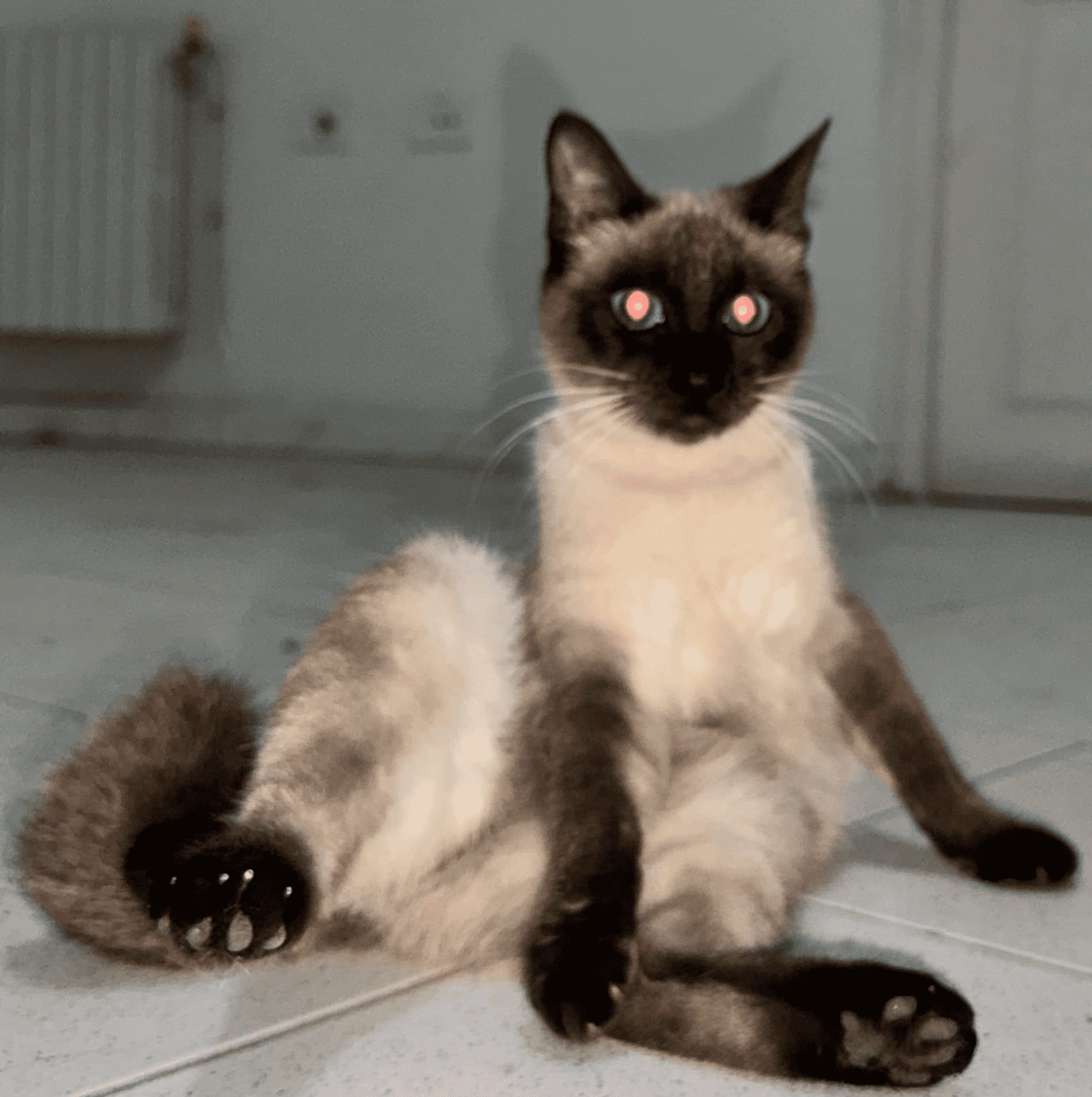 proxity-chats-siamois-el-mourouj