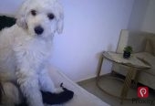 Chien caniche mâle à vendre