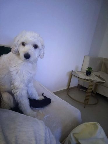 proxity-chiot-caniche-tunisie