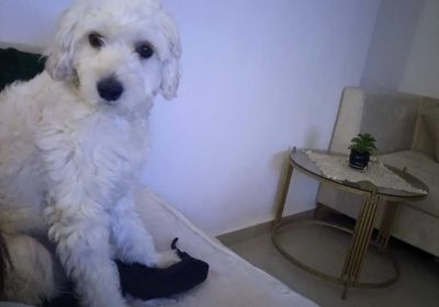 Chien caniche mâle à vendre