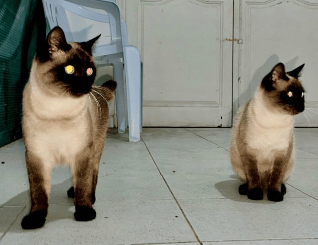 siamois-chaton-1an-affectueux-tunisie