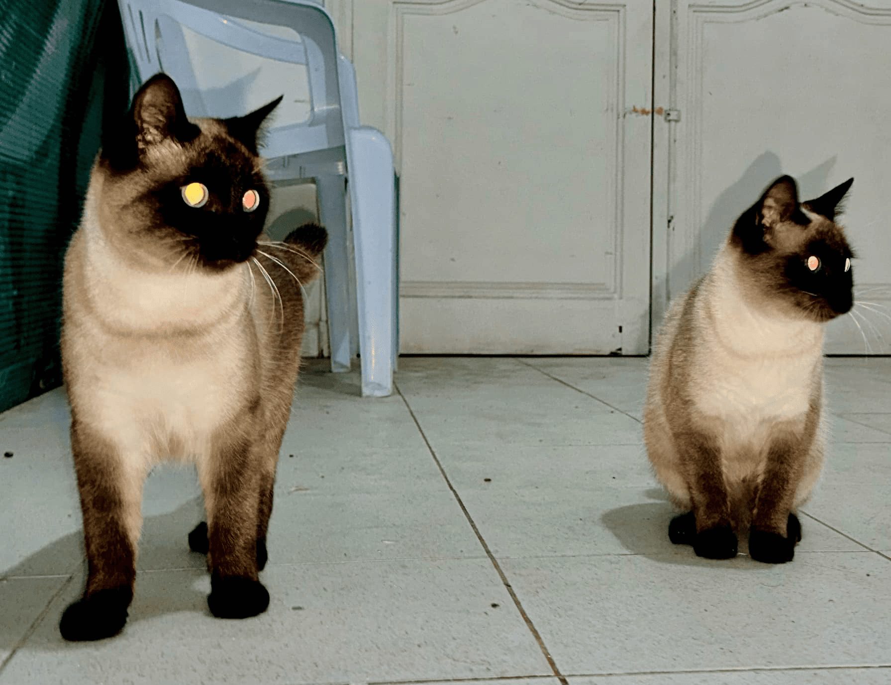 siamois-chaton-1an-affectueux-tunisie