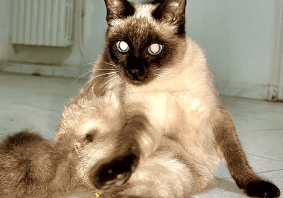 Chats siamois mâle & femelle