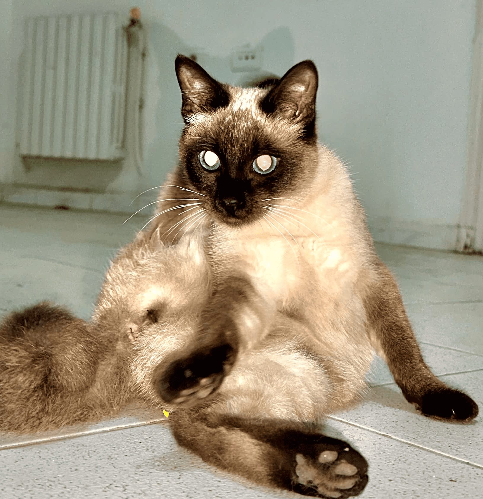 siamois-male-femelle-1an-sante