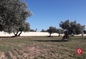 Terrain titre bleu 9600 m² à vendre