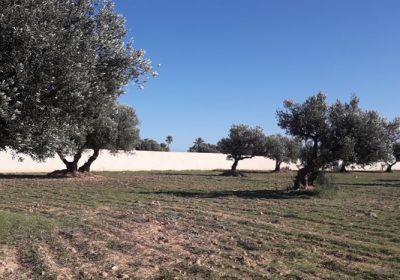 Terrain titre bleu 9600 m² à vendre