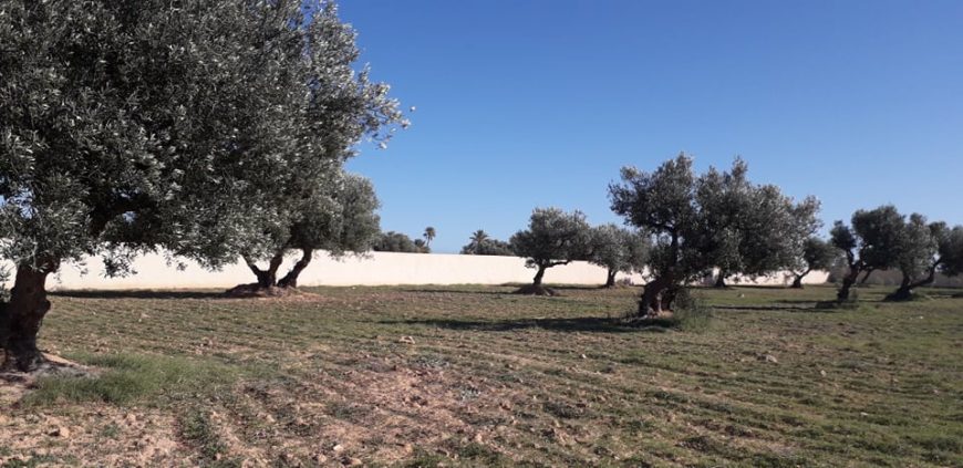Terrain titre bleu 9600 m² à vendre