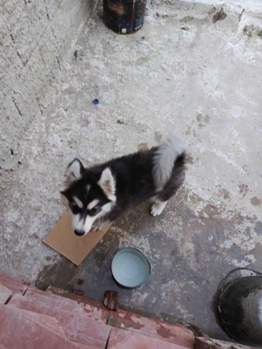 chien-husky-noir-blanc-yeux-marron
