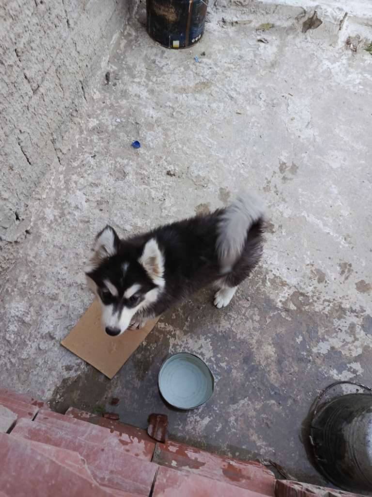chien-husky-noir-blanc-yeux-marron