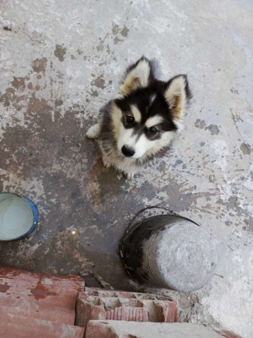 chiot-femelle-husky-a-vendre-tunisie